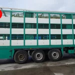 LECITRAILER VIEHTRANSPORT / LIVESTOCK TRANSPORT